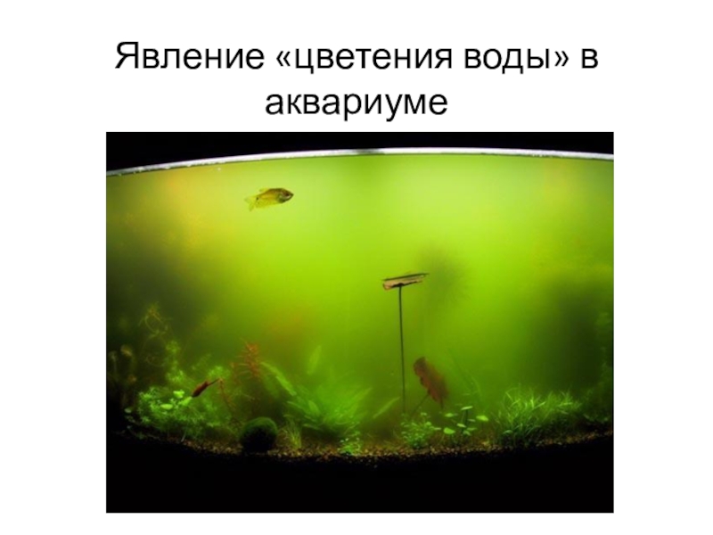 Какие организмы живут в аквариуме. Аквариум для презентации.
