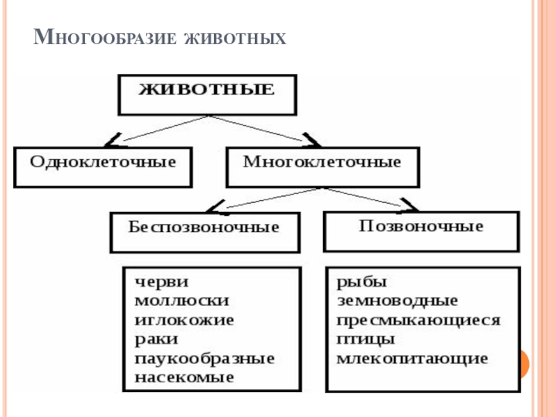 Схема многообразия животных