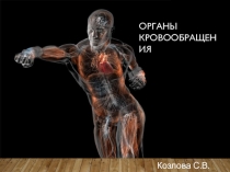 Презентация по биологии на тему Органы кровообращения