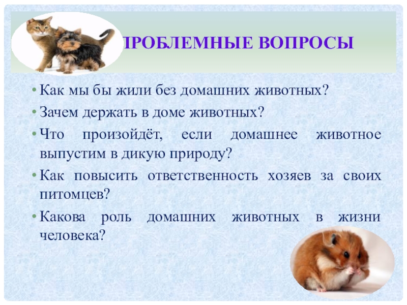 Сочинение домашний питомец 5 класс. Вопросы про домашних животных. Вопросы по животным. Вопросы о домашних питомцах. Проблемная ситуация по теме домашние животные.