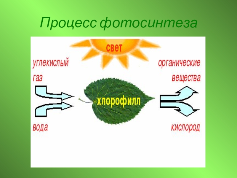 Как происходит процесс фотосинтеза. Фотосинтез. Процесс фотосинтеза. Фотосинтез схема. Схема процесса фотосинтеза.