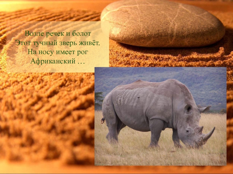 животные жаркий климат. доклад про животных жарких стран для детей. животные жаркий климат. животные жарких районов для 1 класса. животные жаркий климат.