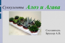 Презентация по биологии Суккуленты. Алоэ и агава