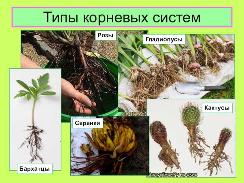 Бывает корневым. Корни растений. Растения с разными корневыми системами. Корневые растения названия. Растения и их корневая система.
