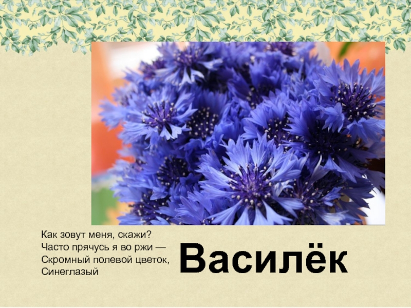 Скажи часто. Как зовут меня скажи часто прячусь я во ржи. Часто прячусь я во ржи скромный полевой цветок. Как зовут меня скажи часто прячусь я. Слова песни Синеглазый Василёк.