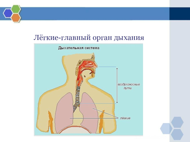 Проект органы дыхания 3 класс