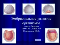 Презентация к уроку биологии: Эмбриональное развитие организмов