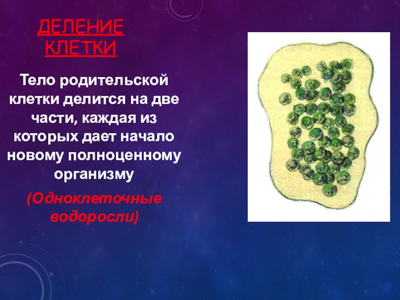 Деление клеткиТело родительской клетки делится на две части, каждая из которых дает начало новому полноценному организму(Одноклеточные водоросли)