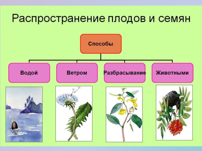 Распространенные растения. Распространение семян покрытосеменных растений. Способы распространения плодов и семян. Цветковые растения распространение. Разнообразие и распространение растений.