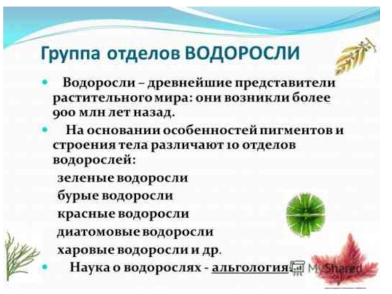 Система водорослей