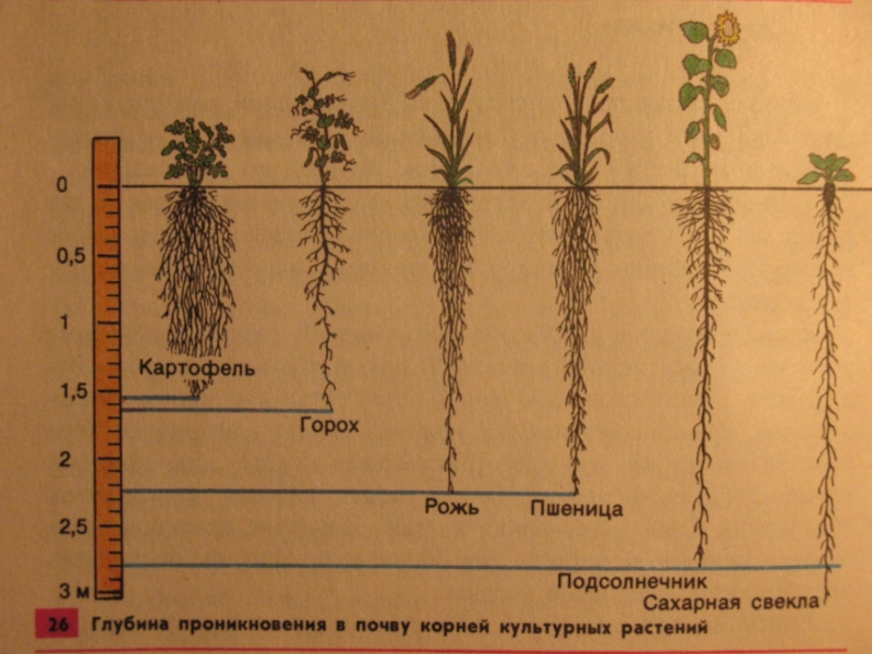 Корневые корни у каких растений. Корневая система подсолнечника.