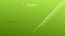 Презентация по биологии на тему Соболь (7 класс)