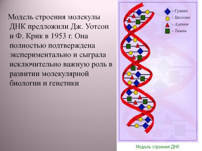 Цифры днк. .Строение молекулы ДНК (модель Дж. Уотсона и ф. крика).. Модель строения молекулы ДНК предложили в 1953 году. Модель молекулы ДНК. Модель строения ДНК.