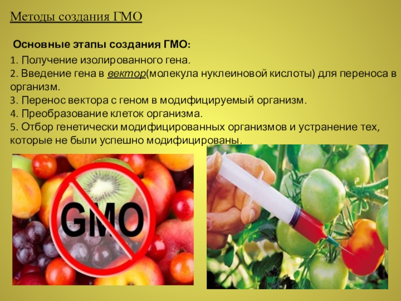 Реферат: О вреде пищи (ГМО)