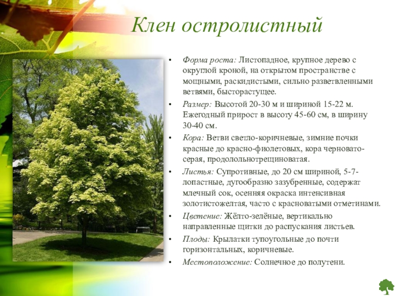 Клен остролистный фото и описание дерева