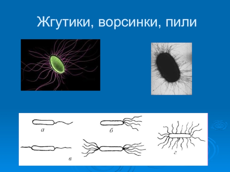 Пили у простейших. Жгутики бактерий. Жгутики бактерий микробиология. Жгутики и ворсинки. Прокариотические жгутики.