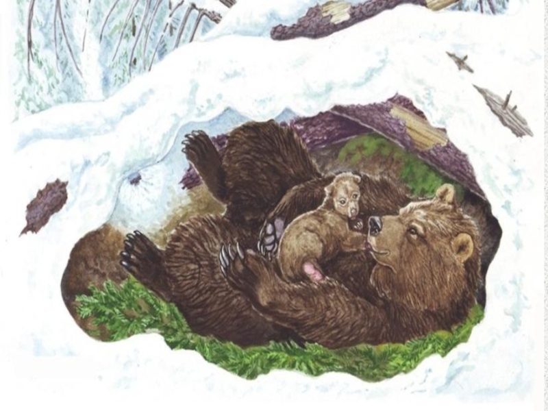 Яой спячка. Медведь, Медведица, медвежата – медвежья Берлога. Медведь в берлоге с медвежатами. Медведица с медвежатами в берлоге в марте. Медведица с медвежатами в берлоге зимой.