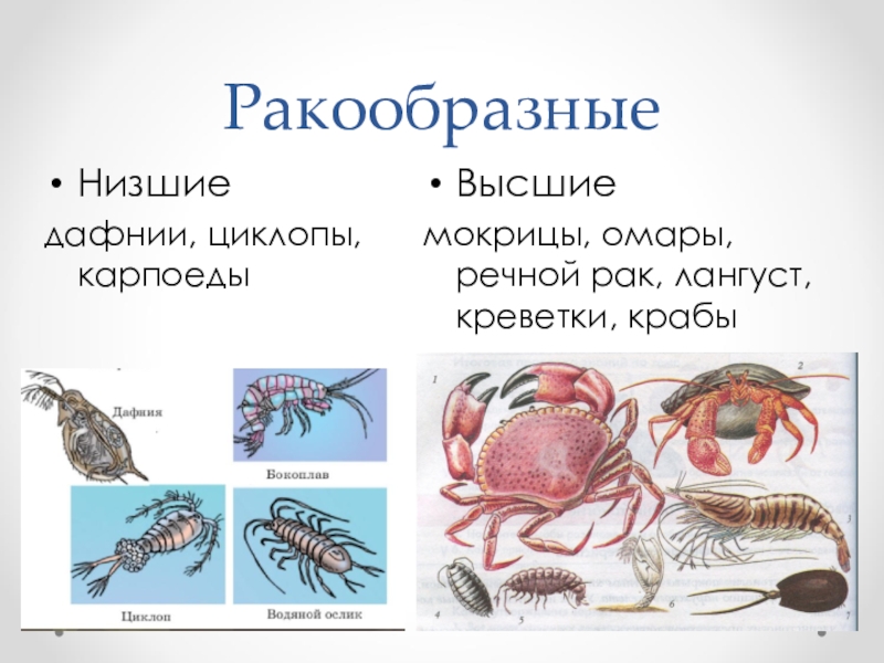 Картинка ракообразные биология 7 класс