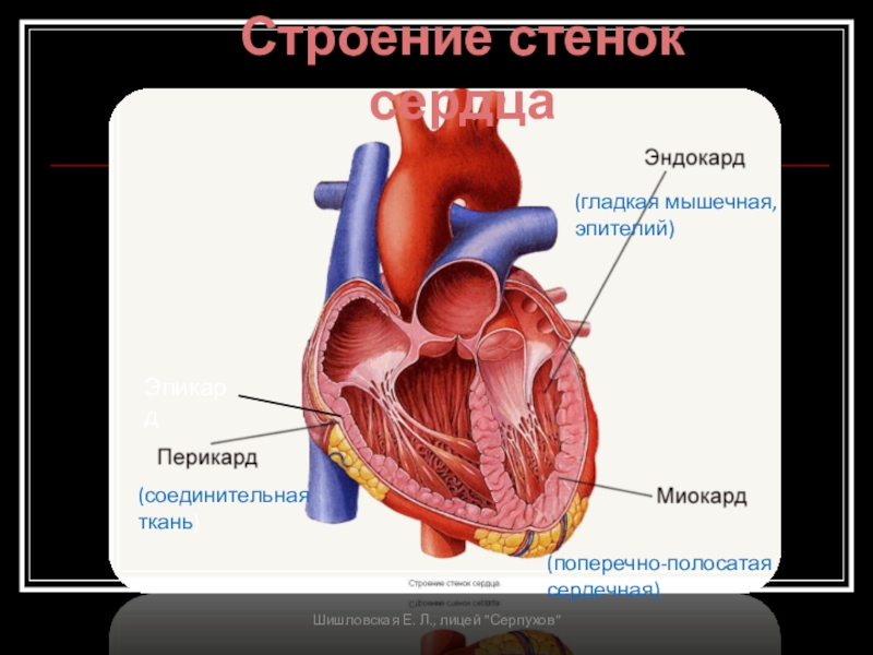 Строение стенки сердца презентация