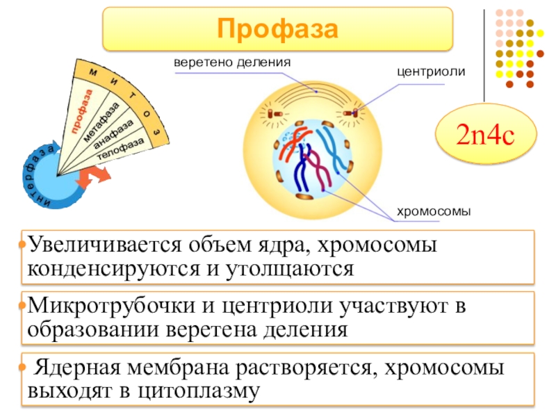 Деление центриолей. Центриоли участвуют в формировании веретена деления.. Центриоли образуют Веретено деления. Профаза Веретено деления. Профаза образование веретена деления.