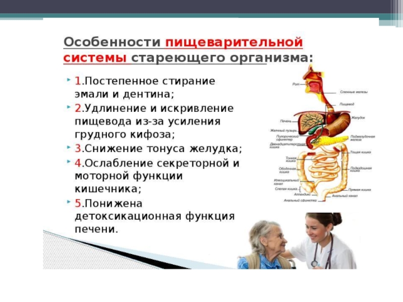 Возрастные анатомо физиологические особенности пищеварительной системы презентация