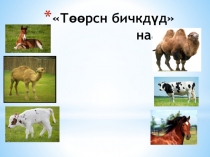 Презентация по калмыцкому языку на тему Дөрвн зүсн мал