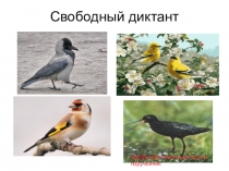 Презентация по русскому языку на тему свободный диктант