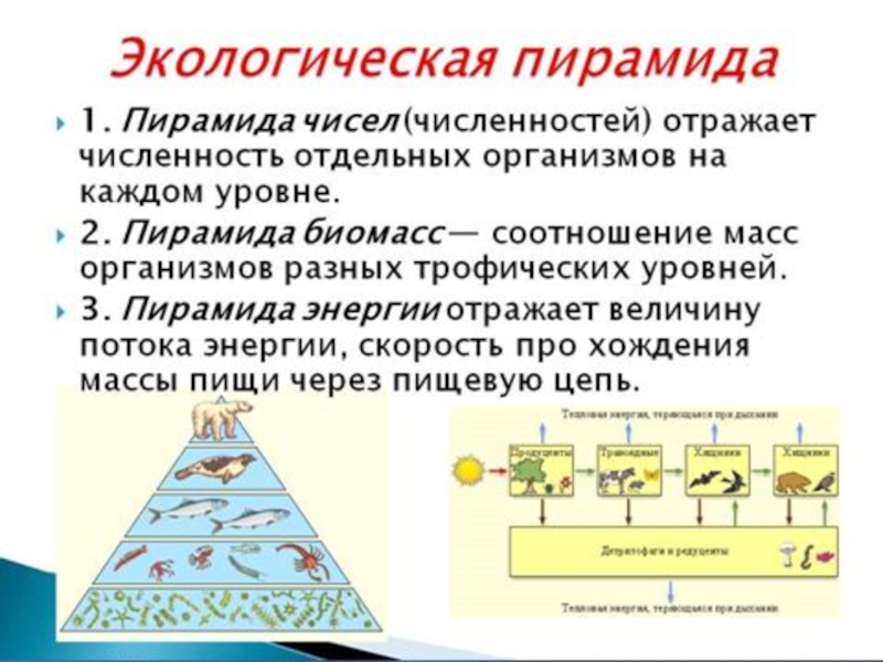 Презентация по биологии 9 класс потоки вещества и энергии в экосистеме
