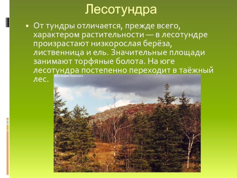 Температура в тундре и лесотундре. Лиственницы лесотундры в России. Лесотундра презентация. Растительность лесотундры. Растительный мир лесотундры.