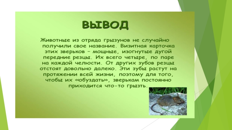 Презентация на тему грызуны 7 класс биология