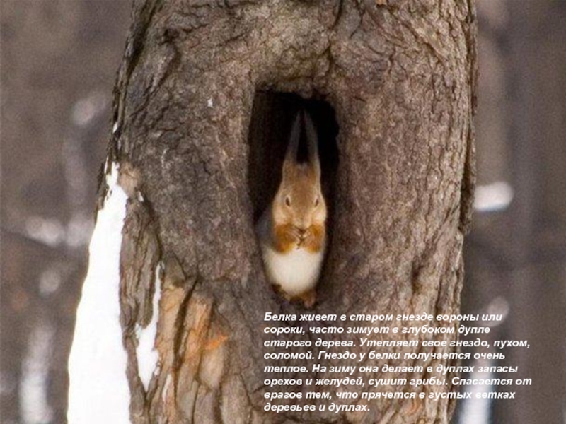 Белка живет в старом гнезде вороны или сороки, часто зимует в глубоком дупле старого дерева. Утепляет свое
