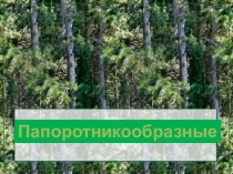 Презентация ГОлосеменные по теме Голосеменные растения
