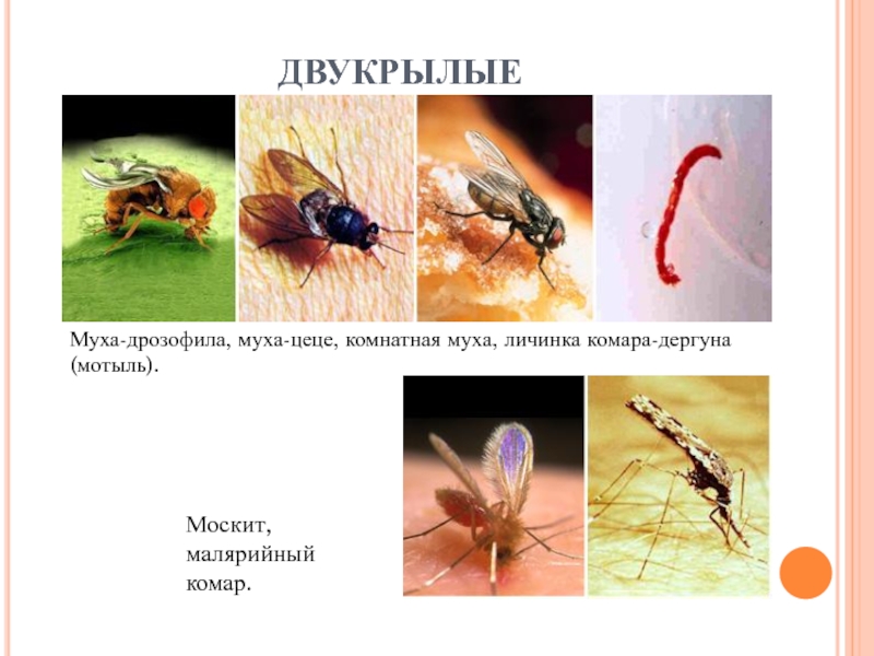 Малярийная муха. Личинка комара дергуна. Мотыль комар Дергун. Муха ЦЕЦЕ.