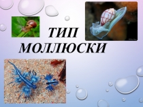 Презентация по биологии на тему Моллюски