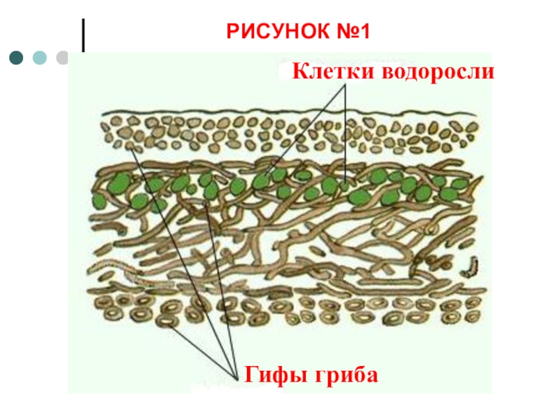 Рисунок лишайника по биологии 6 класс