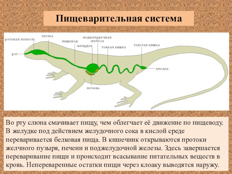 Из каких отделов состоят пресмыкающиеся