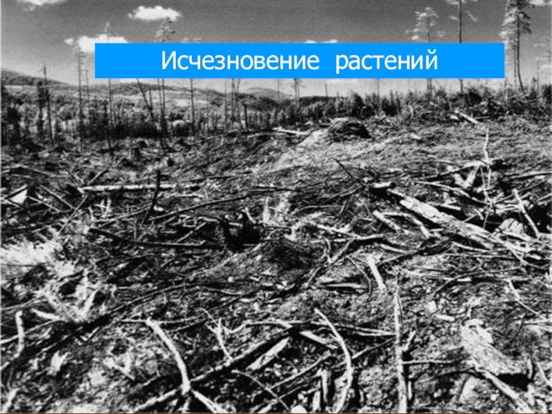 Исчезновение растений. Вымирание растений. Исчезновение растений фото. Вымирание растений картинки.