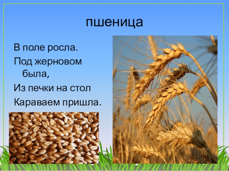 Реферат: Зерновые злаковые корма
