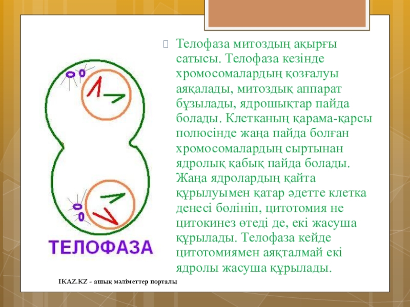 Телофаза. Телофаза дегеніміз не.