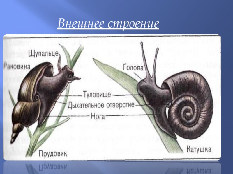 Внешнее строение брюхоногих моллюсков