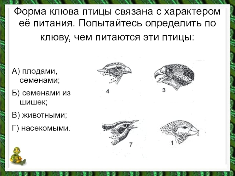 Определи сколько видов птиц изображено на рисунке. Форма клюва у птиц в зависимости от питания. Формы клювов птиц в зависимости от характера питания. Строение клюва насекомоядных птиц. Строение клюва и Тип питания.