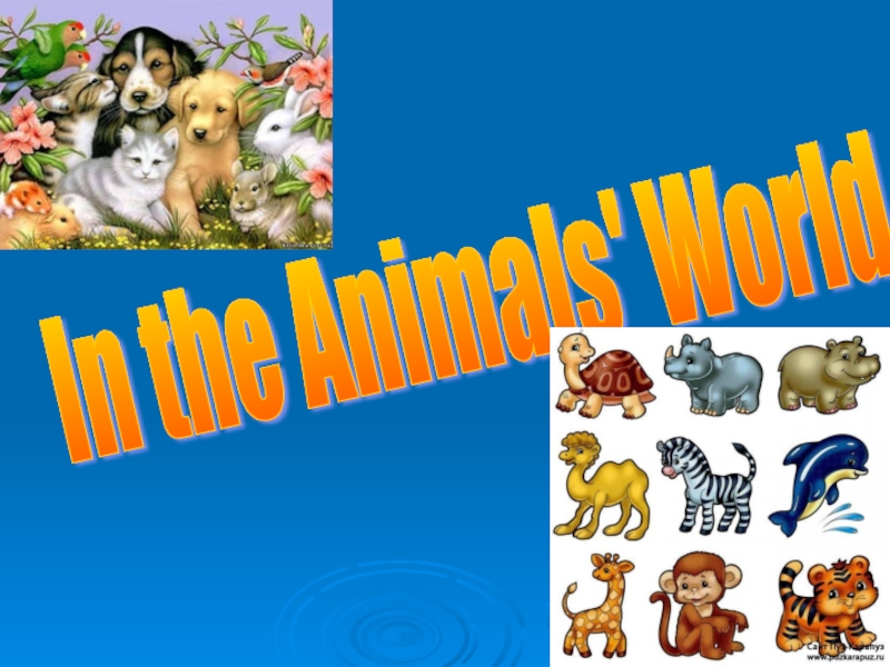 Презентация Презентация по английскому языку на тему В мире животных (3 класс)