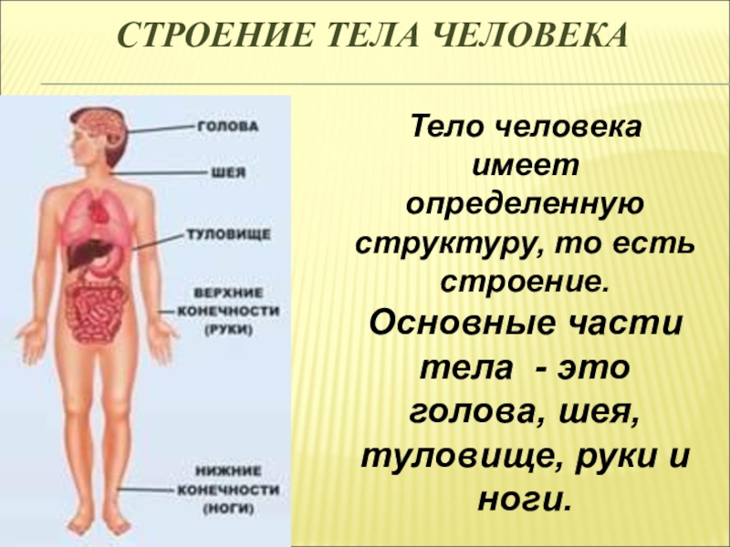 Презентация по теме человек