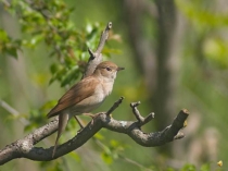 Презентация по русскому языку на тему Звуки и буквы (1 класс)