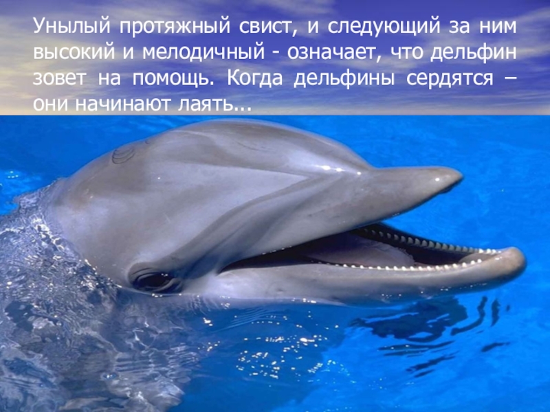 Дельфины живут лет. Это интересно про дельфина. Дельфиний язык. Дельфины презентация. Слайды про дельфинов.