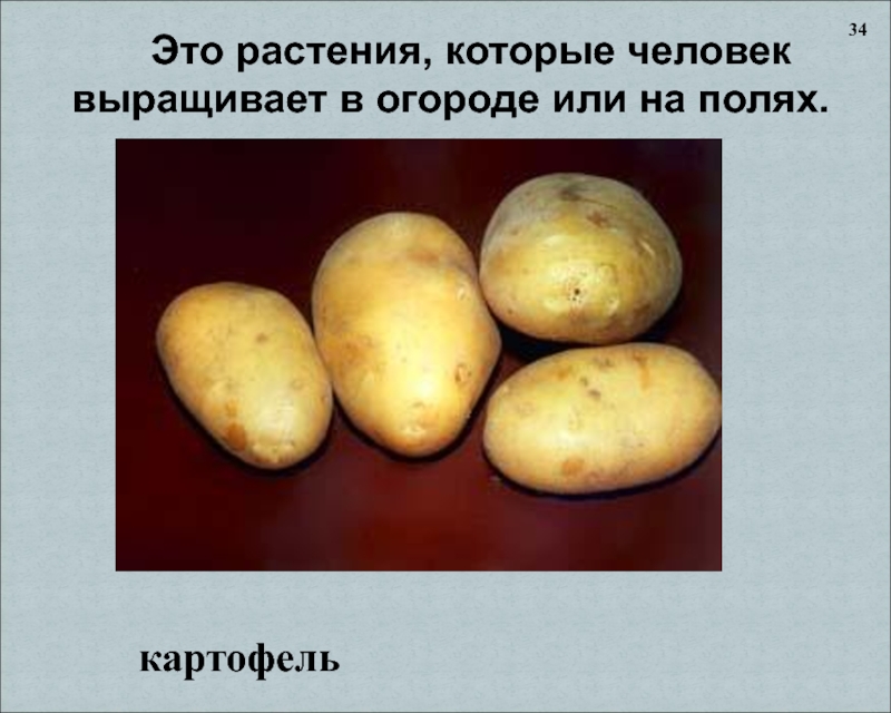 Это растения, которые человек  выращивает в огороде или на полях.картофель 34