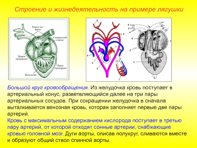 Сердце с тремя парами щелевидных отверстий. Земноводные строение сердца. Строение сердца лягушки. Строение сердца амфибий. Артериальный конус у амфибий.