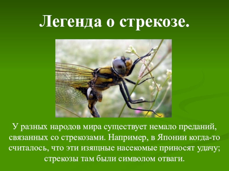 Легенда о животных. Легенды о животных. Легенды о животных 2 класс. Легенды о животных для детей короткие. Легенда о животном 2 класс.