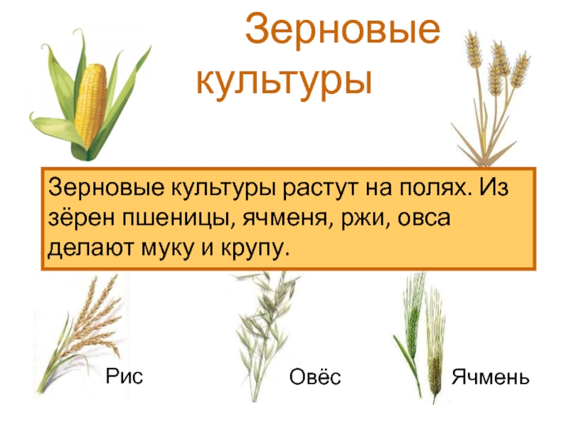 Презентация Зерновые культуры