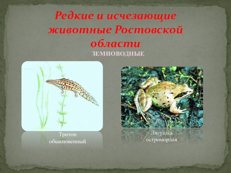 Редкие и исчезающие животные Ростовской областиТритон обыкновенныйЗЕМНОВОДНЫЕЛягушка остромордая